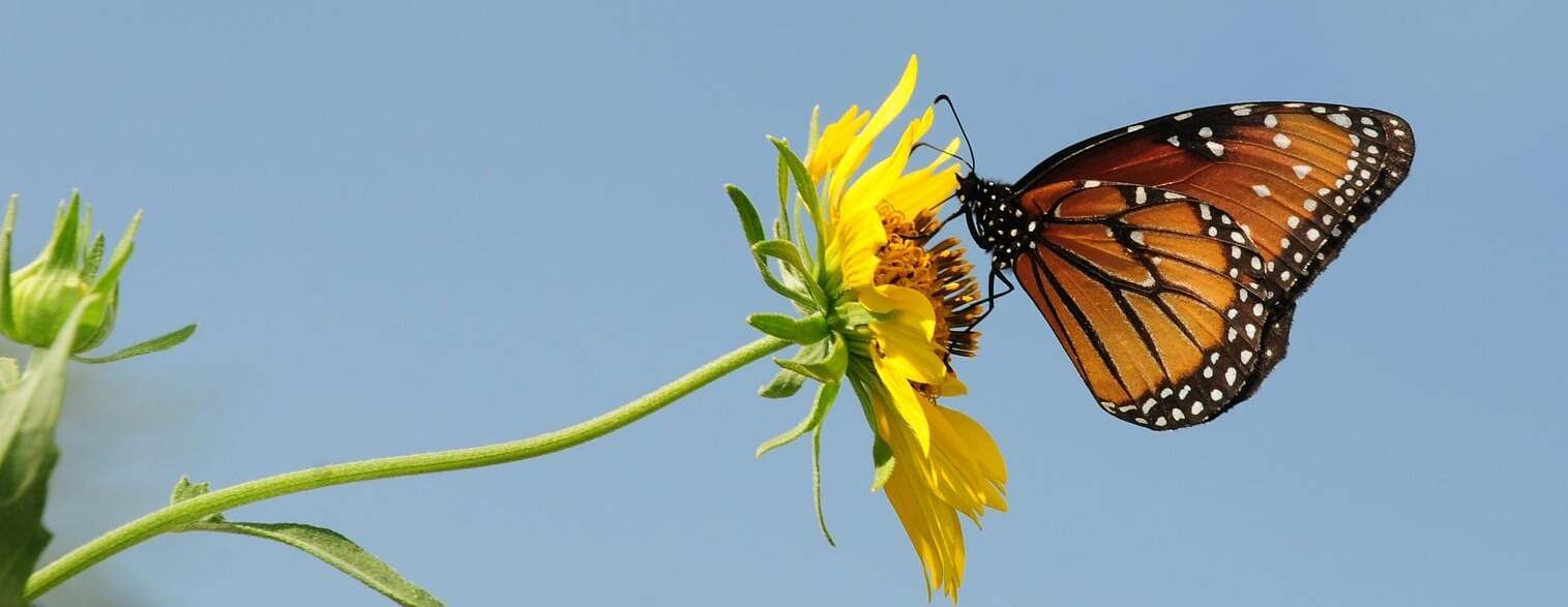 Western Monarch Butterflies: Protect our Pollinators